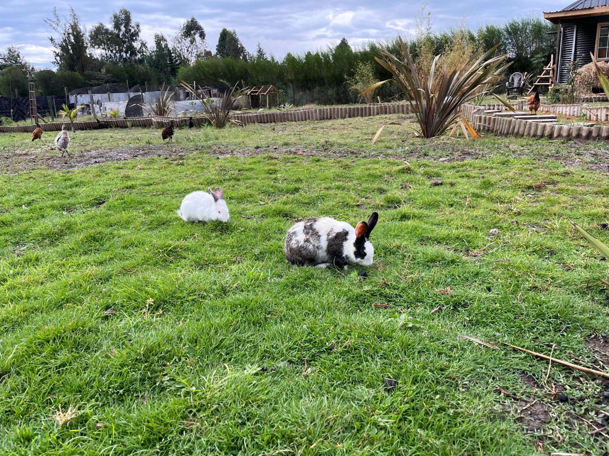 Rafiki House Hotel Nanyuki Eksteriør billede